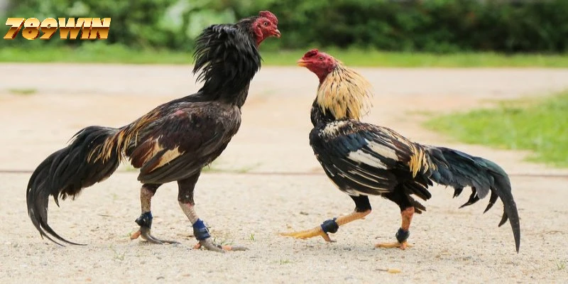 Đá gà Philippines cung cấp nhiều trận đấu gà gay cấn, sôi động Đá gà Philippines cung cấp nhiều trận đấu gà gay cấn, sôi động