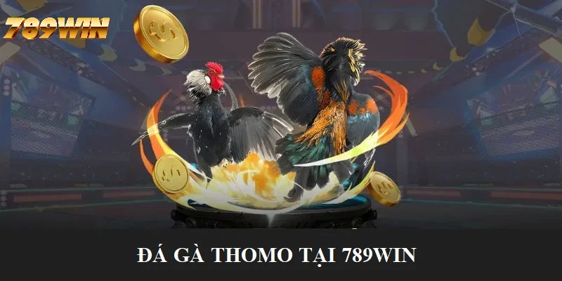 Loại hình đá gà Thomo kịch tính, hấp dẫn Loại hình đá gà Thomo kịch tính, hấp dẫn